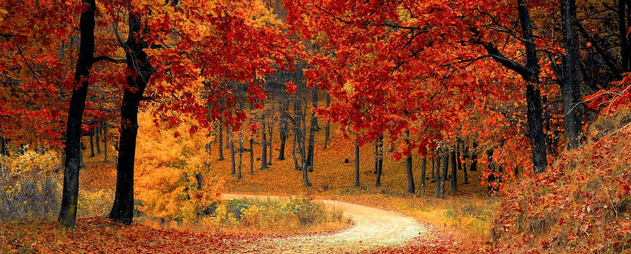 autumn road